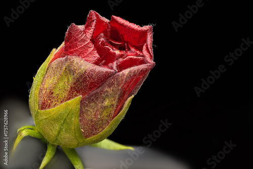 A close-up of a rosebud with vivid red petals just beginning to unfurl, set against a black background. The bud's green sepals have a slight texture, complementing the smooth, velvety surface