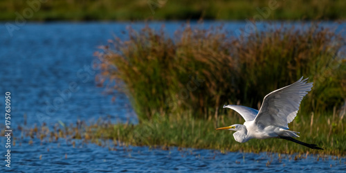 Grande Aigrette (Ardea alba - Great Egret) en vol 