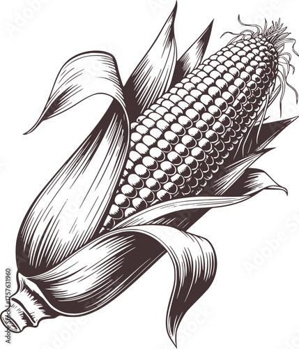 Corn cob with husks and leaves kernels food