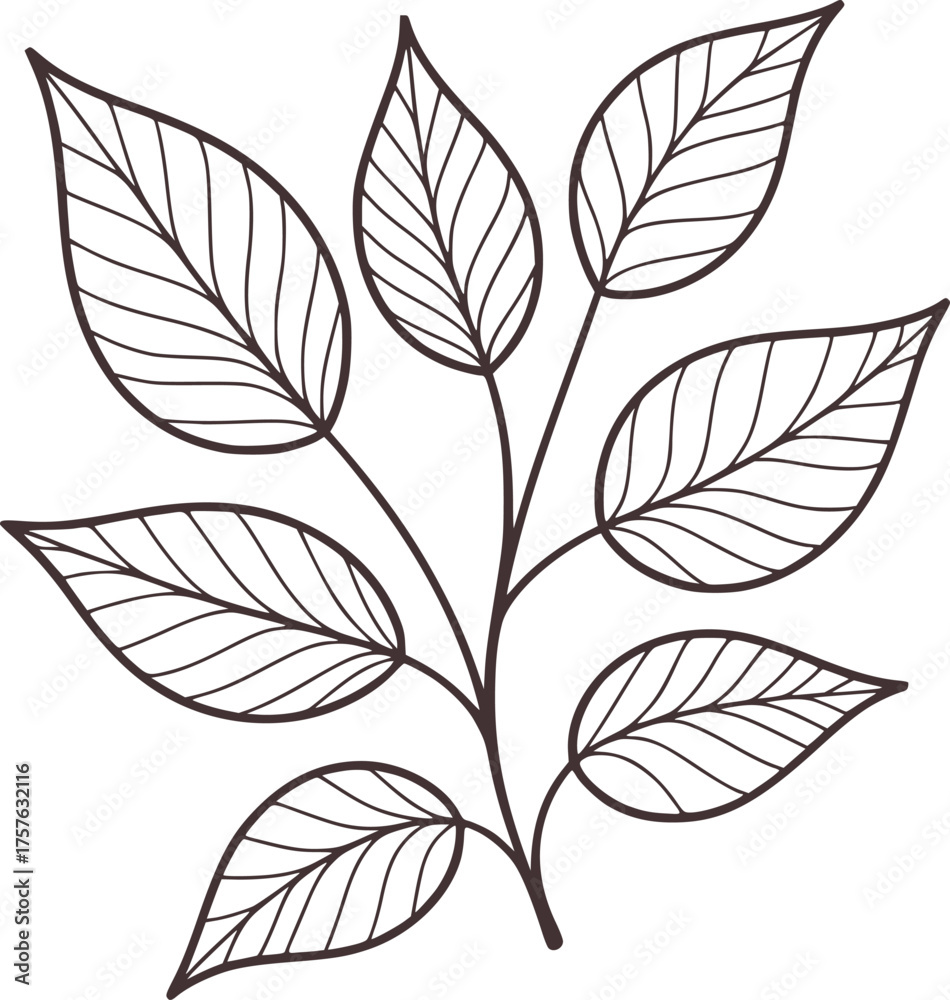 Fototapeta premium Dark brown line art leaves with veins on white leaf plant