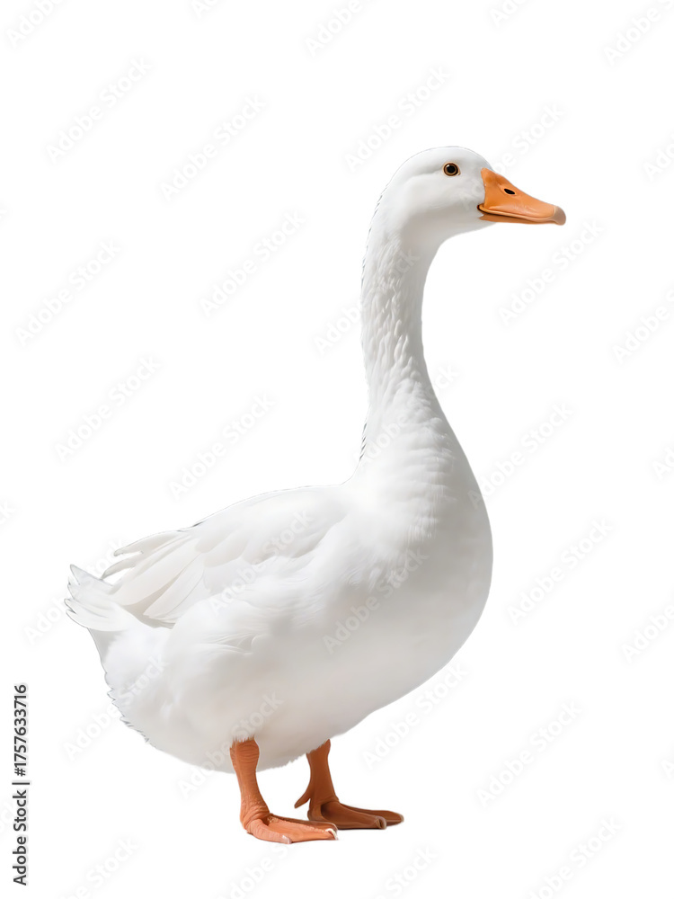 Fototapeta premium A white domestic goose with an orange beak is standing alone, showcasing its white feathers and orange beak.