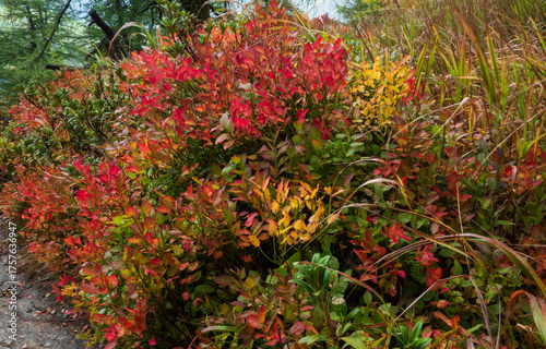Alpine vegetation in autumn: Blueberries in beautiful autumn colours