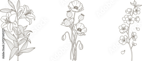 Set of Three Floral Line Art Prints – Lily, Poppy, and Delphinium
