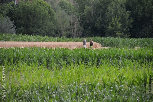 people cultivate the land