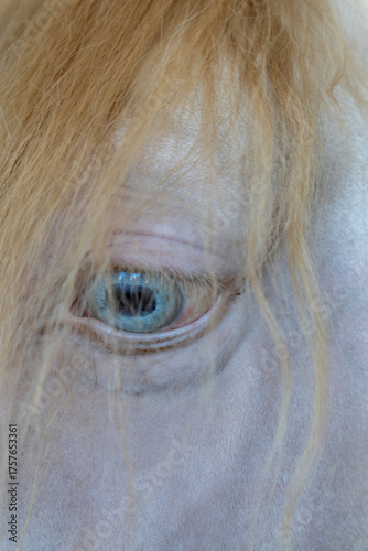 Cedrillas Teruel Spain  Exhibition of animals. Close-up of the blue eye of an albino horse