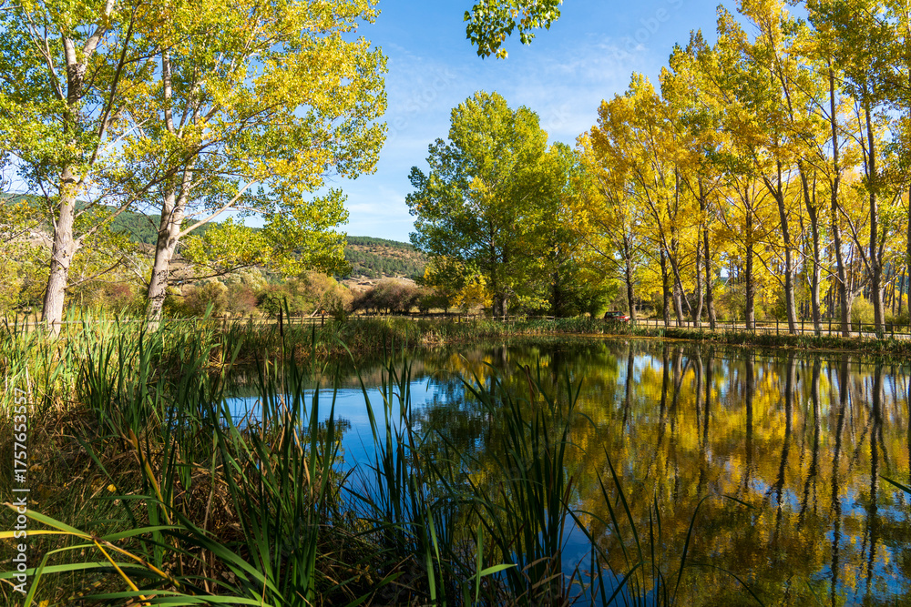 Fototapeta premium Poplar trees with yellow faded leaves, against the background forest lake. Autum scenery in the country of Teruel Aragon Spain