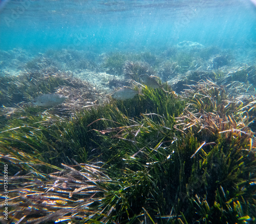 The new Tabarca island opposite Santa Pola Alicante province Spain the marine reserve underwater view