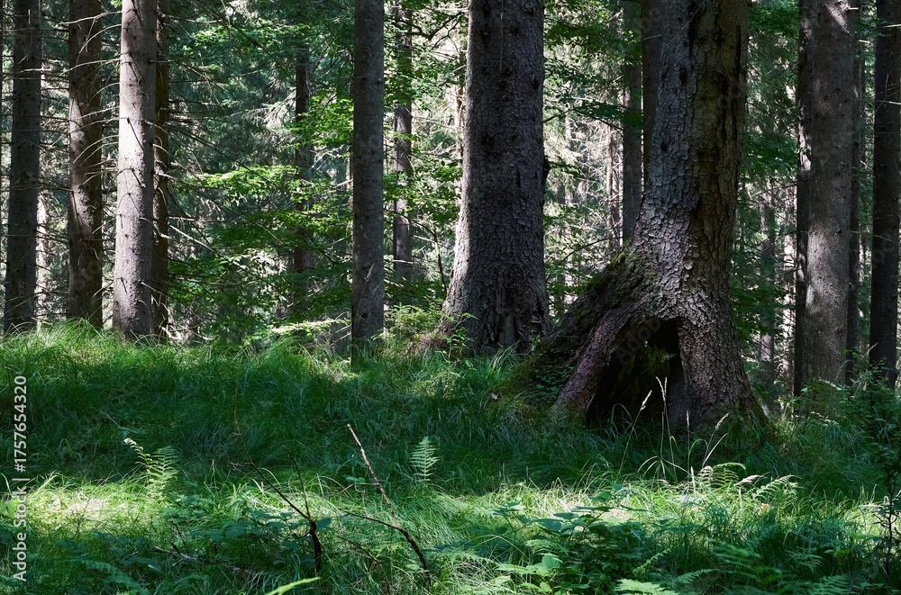 Obraz premium Rich, green vegetation among tall, old trees with shadows and light in the forest in Romania