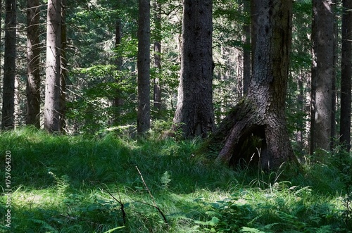 Rich, green vegetation among tall, old trees with shadows and light in the forest in Romania