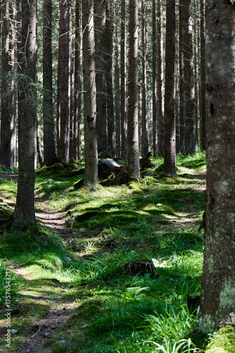 Rich, green vegetation among tall, old trees with shadows and light in the forest in Romania