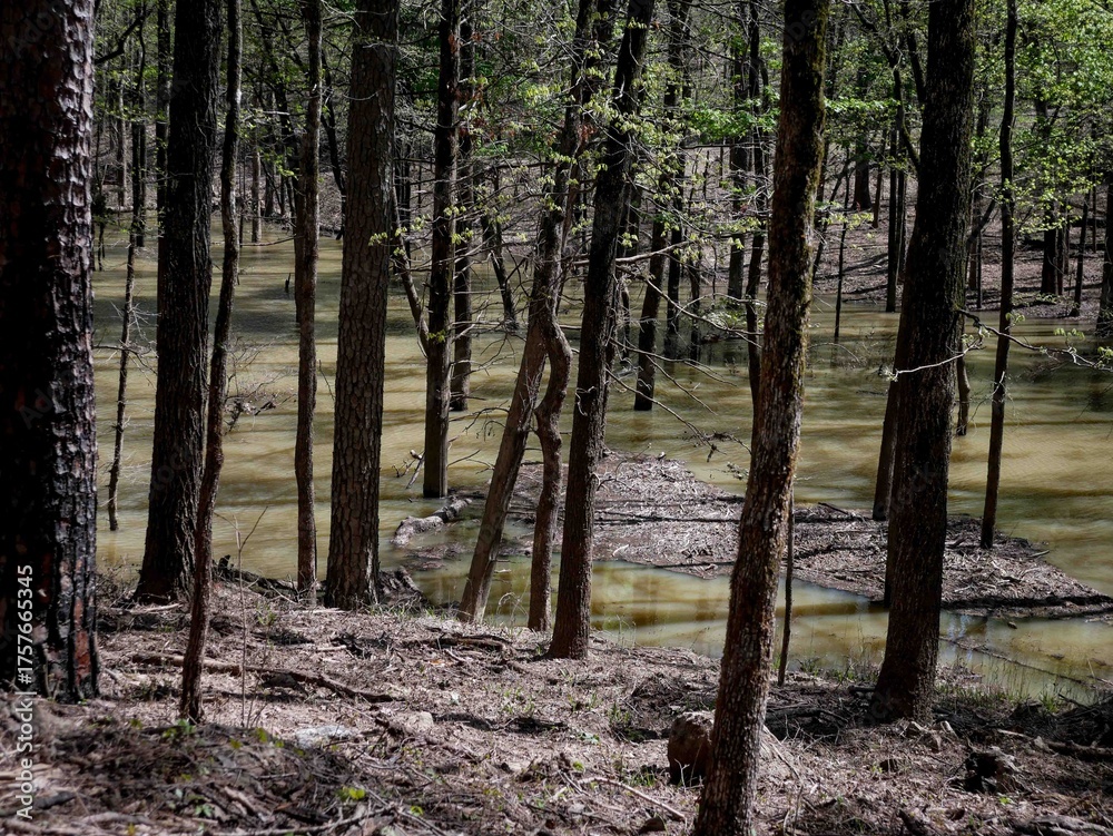 Obraz premium Flooded trees in Ozark National Forest in spring time in Brock Creek