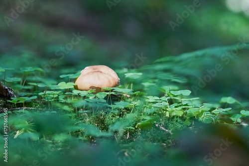 Mushrooms growing among clover and fallen leaves in the forest. Macro photography, focus stacking
