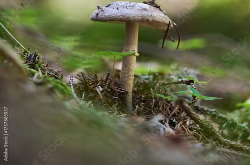 Mushrooms growing among clover and fallen leaves in the forest. Macro photography, focus stacking