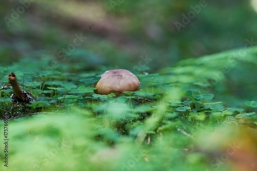 Mushrooms growing among clover and fallen leaves in the forest. Macro photography, focus stacking