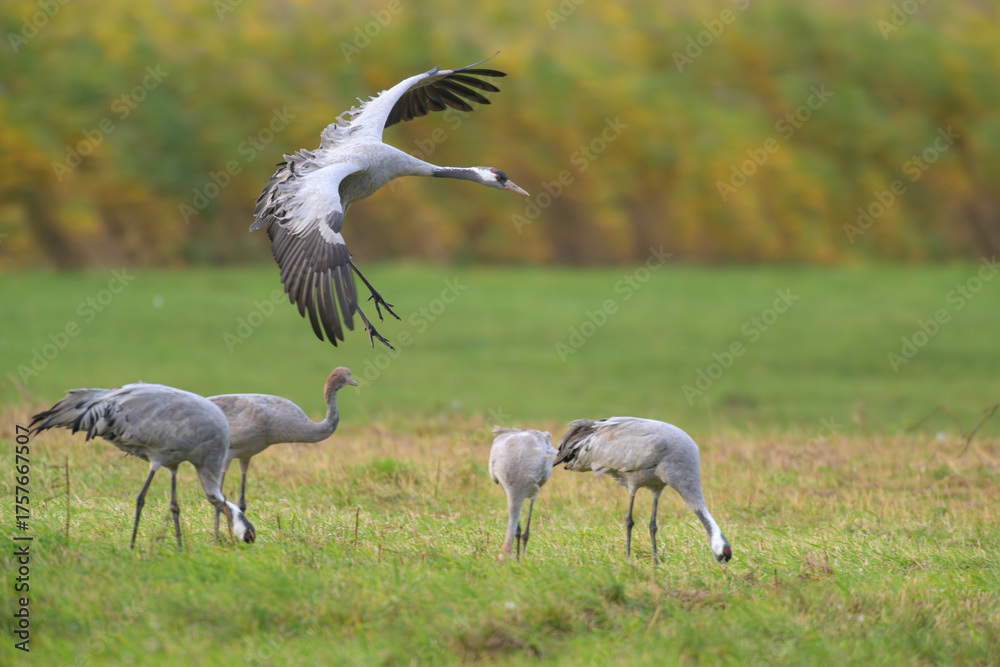 custom made wallpaper toronto digitalgrauer kranich grus grey crane