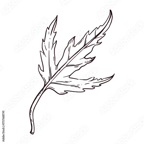 Maple leaf hand-drawn in ink and translated into vector. The illustration is suitable for printing on fabric, paper, for the design of postcards, invitations.