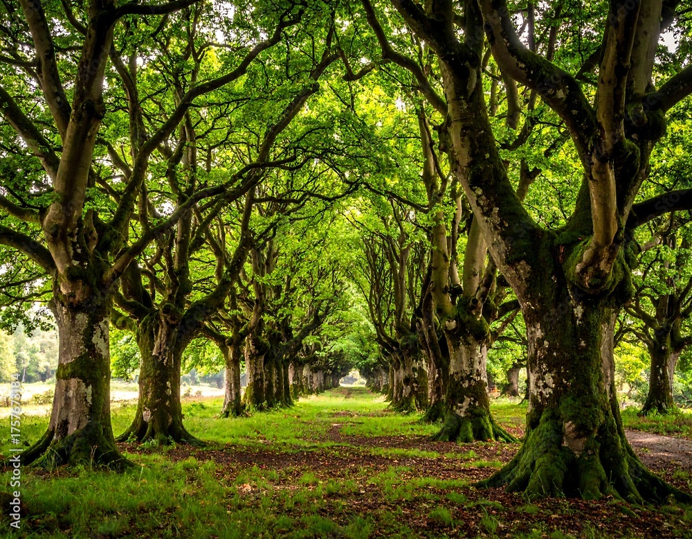 Obraz premium A perspective down a tree-lined path, arching green canopy overhead