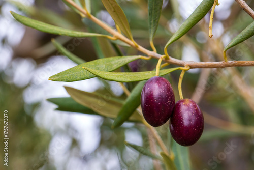 Olive trees grove in countr...