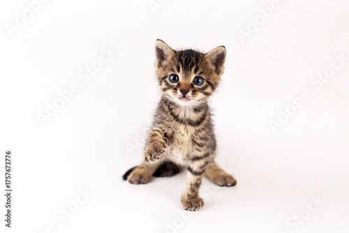 Little tabby kitten on a wh...