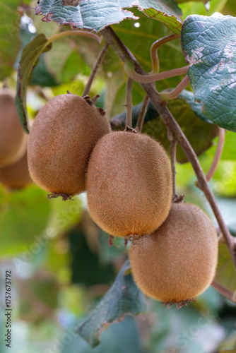 Kiwi picking season. Kiwi o...