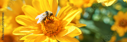 Bee pollinating vibrant yellow sunflower in bright sunlight close-up nature scene.