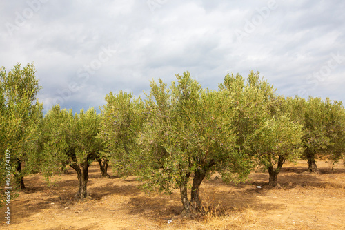 Olive trees grove in countr...