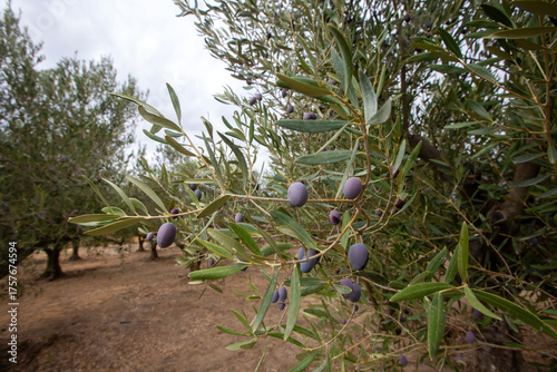 Olive trees grove in countr...