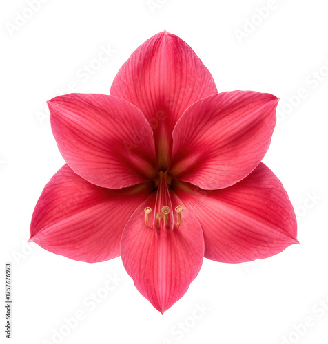 Amaryllis flower featuring large, star-shaped pink petals.