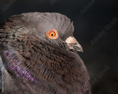A Beautiful Pigeon Portrait on a Dark Forest Background in Early Autumn