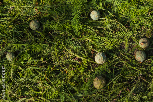 Fallen Cypress Fruit Spread on a Green Bed of Leaves and Branches at the Beginning of Autumn