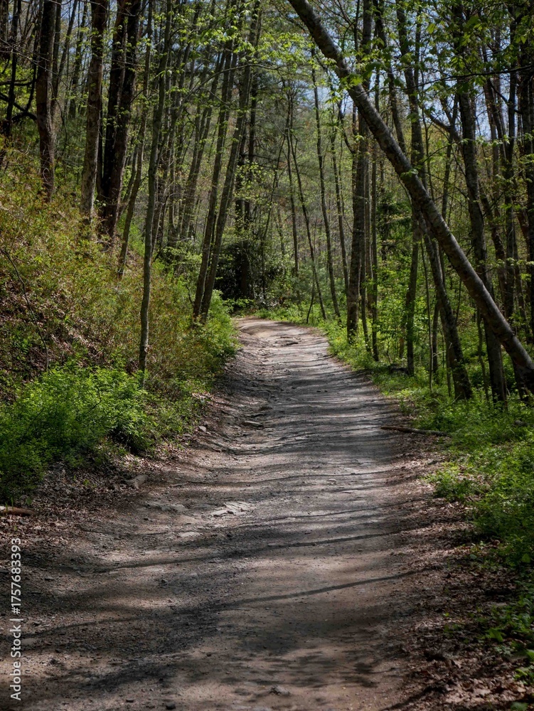 Obraz premium OHV trail in Hatfield Mccoy trail system in West Virginia in springtime