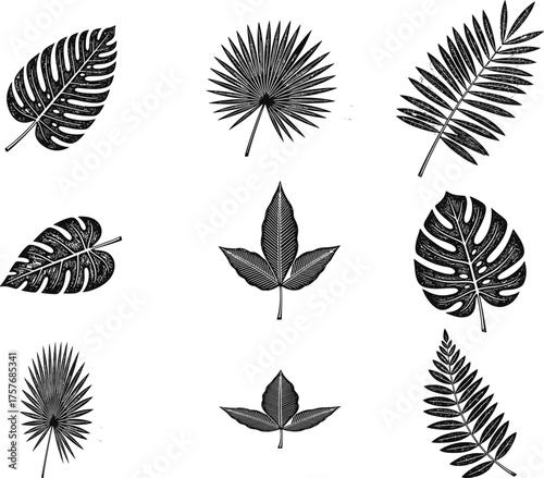 Collection of nine black and white botanical illustrations of various tropical palm leaves and foliage