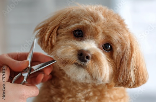 Dog Grooming Session in a Bright Salon With a Cute Fluffy Puppy Getting a Hai...