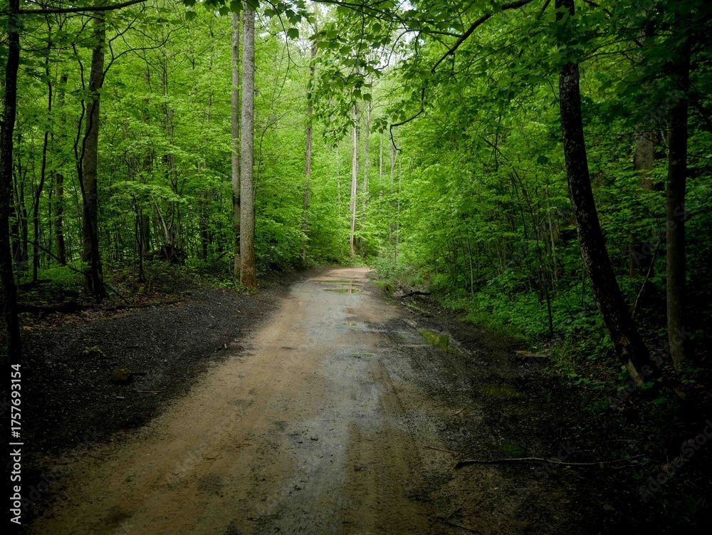 Fototapeta premium Muddy Off roading trail through Appalachian forest in West Virginia in Hatfield McCoy trail system in spring on coal dirt after rain storm