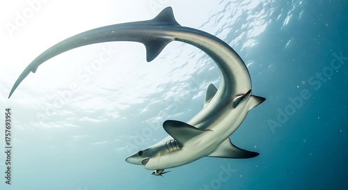 A pelagic thresher shark with its distinctive long tail gracefully arches its body in clear blue ocean water.