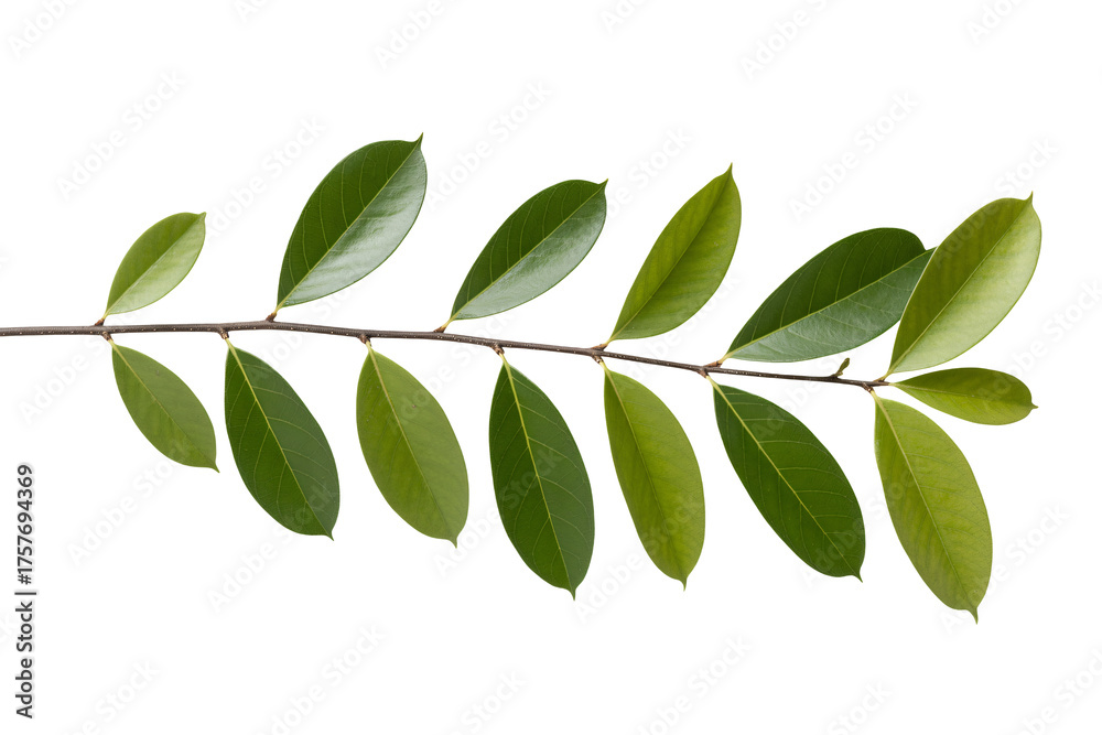Naklejka premium Vibrant green leaves on a delicate branch, natural beauty for design
