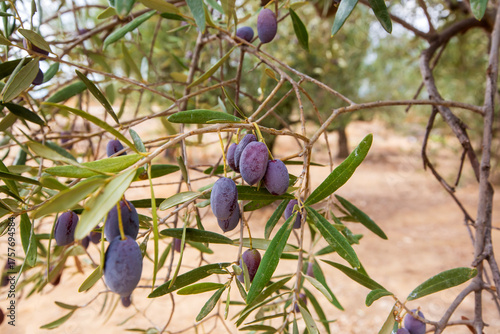 Olive trees grove in countr...