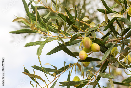 Olive trees grove in countr...