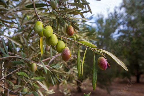 Olive trees grove in countr...