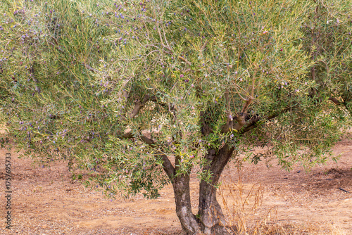 Olive trees grove in countr...