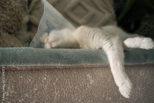 Tableau sur toile White cat sleeping with elizabethan collar after surgery