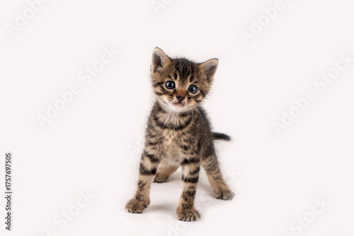 Little tabby kitten on a wh...