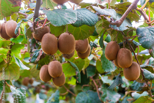 Kiwi picking season. Kiwi o...