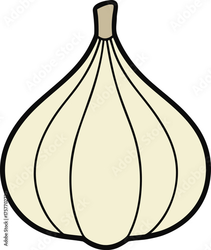 Garlic bulb with cloves vector illustration isolated on transparent background