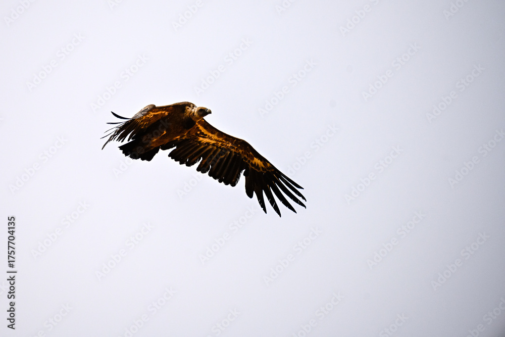 Obraz premium Griffon Vulture or Gyps fulvus in flight.