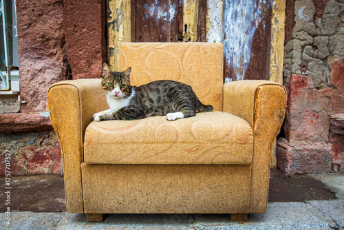 A stray cat sitting on an o...
