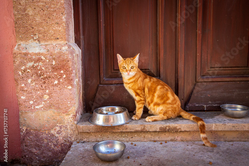 Stray cats in front of the ...