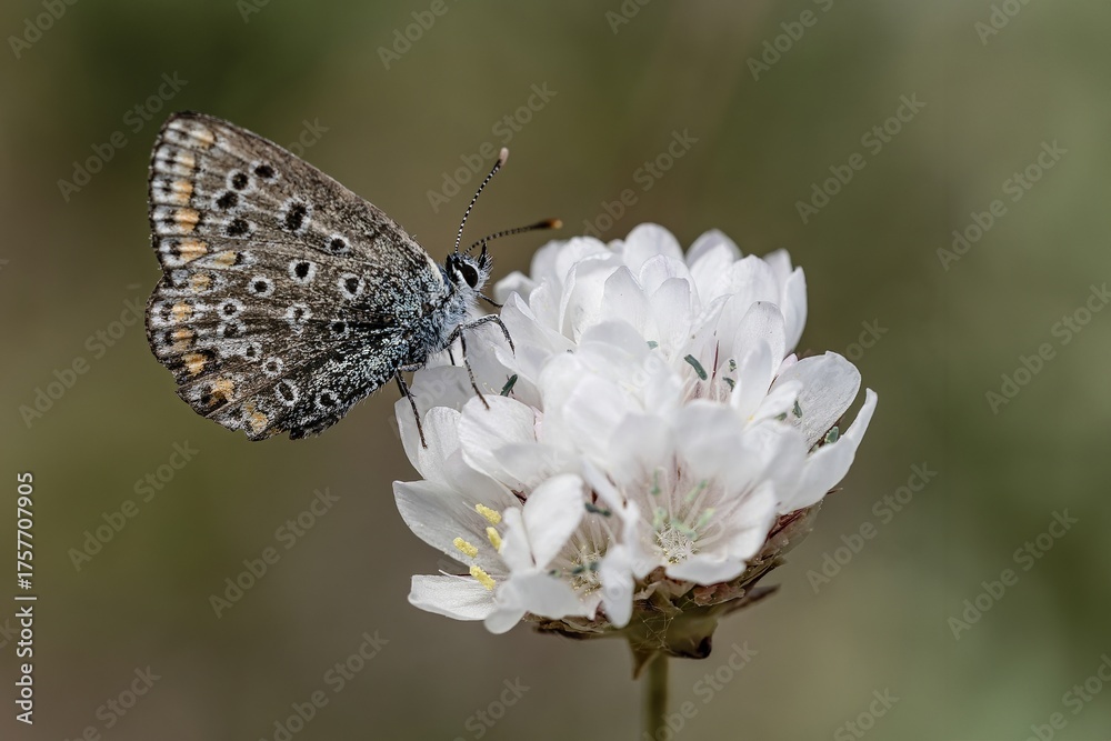 Obraz premium Common blue butterfly perched on a delicate white flower