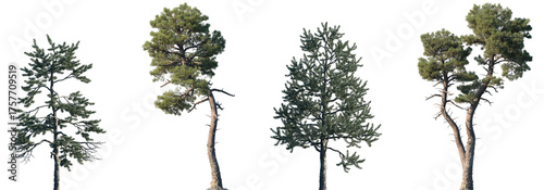 Tableau sur toile Set of Pinus tabuliformis and Pinus muricata frontal isolated png on a transpare