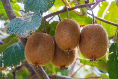 Kiwi picking season. Kiwi on a kiwi tree plantation with with huge clusters of fruits.